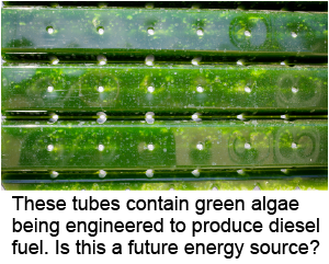 Tubes containing algae for producing diesel fuel