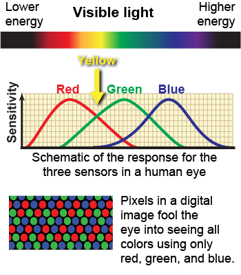 Red, green, and blue light is detected separately by the human eye