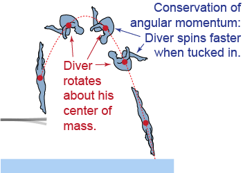 Diver rotates about his center of mass when doing flips