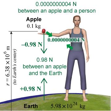 Gravitational force between a person and an apple is much less than the gravitational force between the Earth and an apple