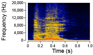 Chart of the frequency spectrum for a human voice