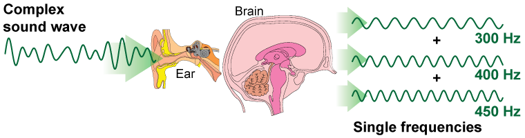 Human ear decodes sound by splitting it into different frequencies