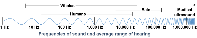 Frequencies of sound and the average range of hearing