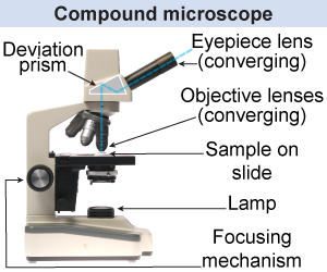 How a compound microscope creates a magnified image of a sample