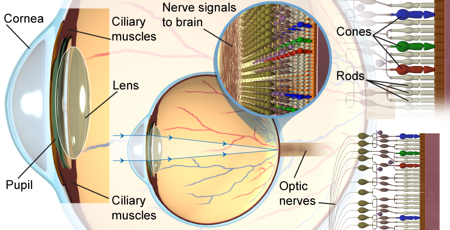 How the eye works