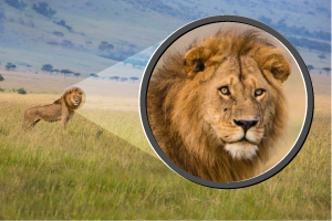 Using a lens to make a lion appear closer