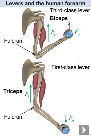 How the forearm acts as a first- and third-class lever