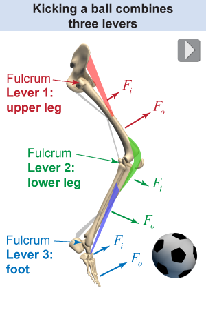 How the leg acts as a compound machine with three levers