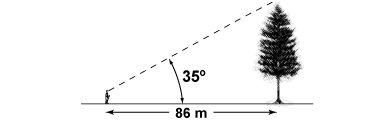 What is the height of the tree?